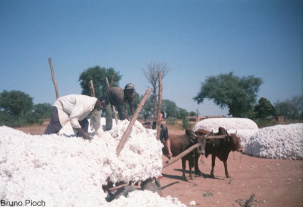 Post-harvest cotton storage, Burkina Faso. © B. Pioch, CIRAD